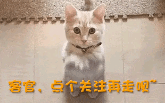 记吃不记打!汪涵匆忙切割晚节不保网友曝料家属受导演蒙骗参拍